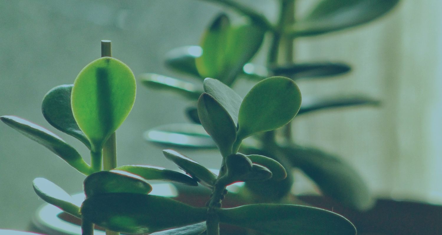 Hive Up and Hive Down Asset Transfers Expert Legal Support for Complex Business Restructuring