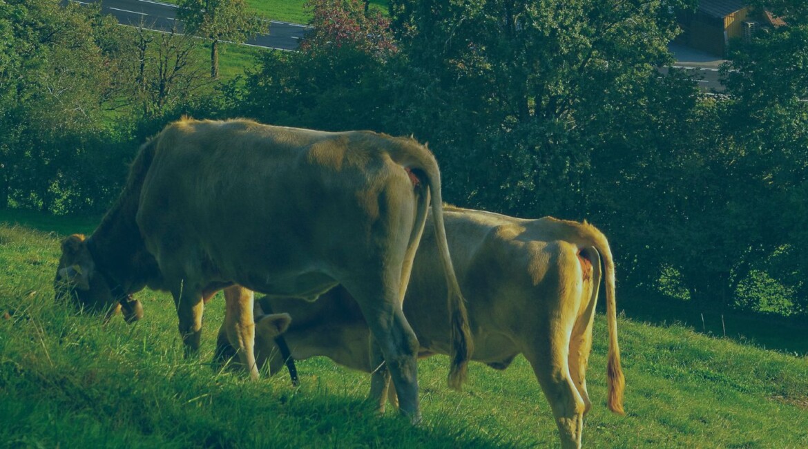 Family businesses and farms face a tougher inheritance tax landscape from 2026. Discover how LLPs can help adapt to the new rules on Business Property Relief and Agricultural Property Relief, protecting family control and reducing tax burdens.