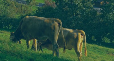 Family businesses and farms face a tougher inheritance tax landscape from 2026. Discover how LLPs can help adapt to the new rules on Business Property Relief and Agricultural Property Relief, protecting family control and reducing tax burdens.